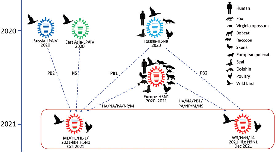 Influenza pandemic syndrome vaccines ards acute 1262 potential better respiratory distress cdc figure efforts spreading viruses mode make gov