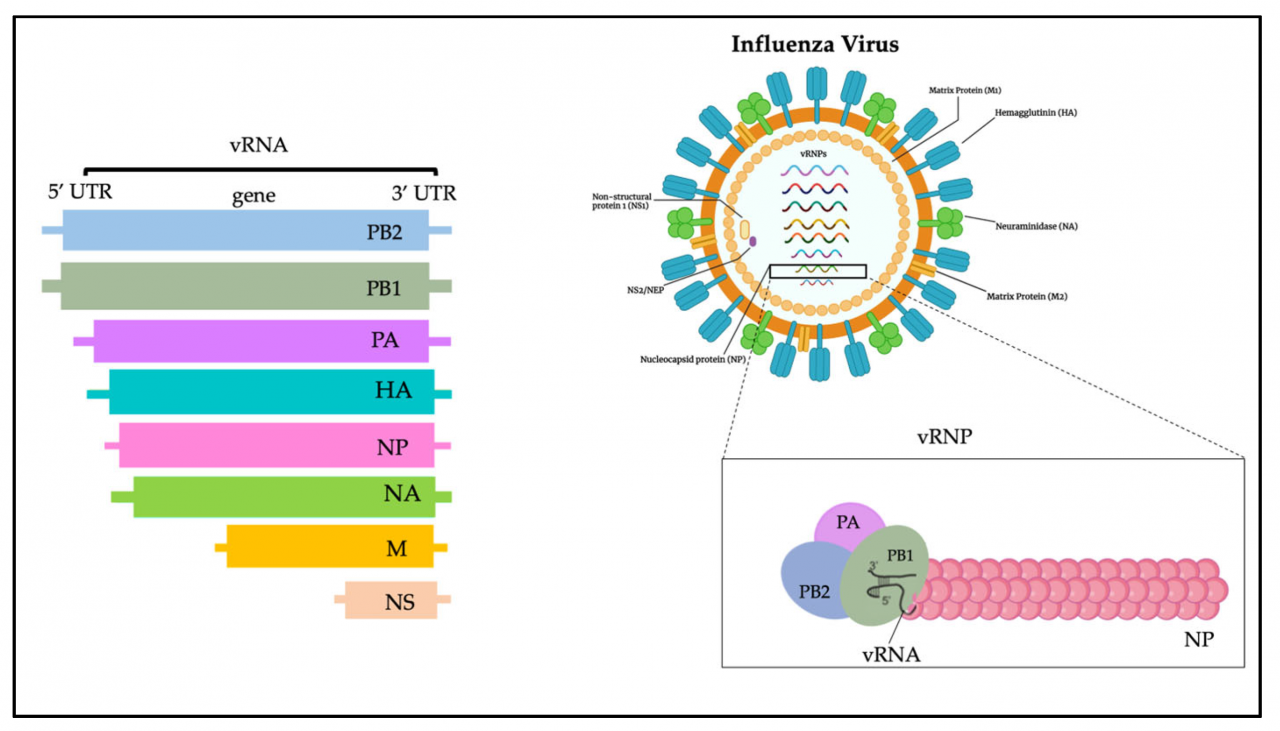 H5n1 pandemic